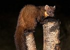 John Scholey_Pine Marten.jpg
